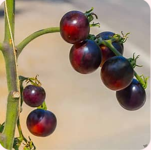 Black Cherry Tomato
