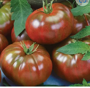 Black Prince Tomato