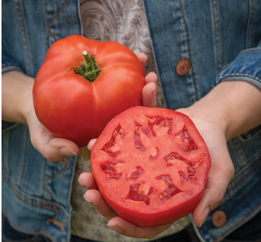 Bodacious Hybrid Tomato