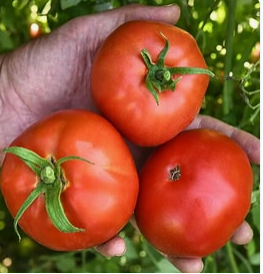 Bonnie's Best Tomato