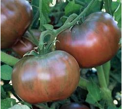 Cherokee Purple