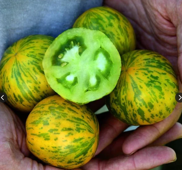 Green Zebra Tomato