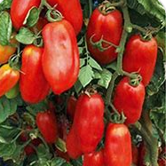 San Marzano Tomato