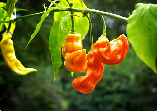 Sugar Rush Peach Stripey Hot Pepper