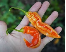Sugar Rush Peach Stripey Hot Pepper