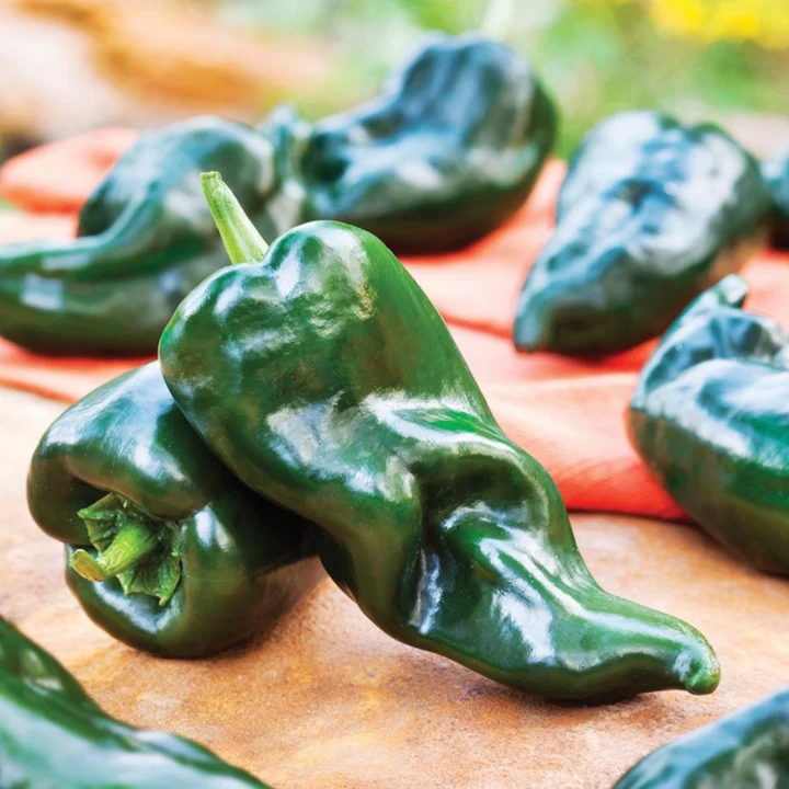 Poblano/Ancho Grande Pepper