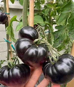 Black Beauty Tomato