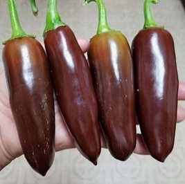 Brown Jalapeno Pepper