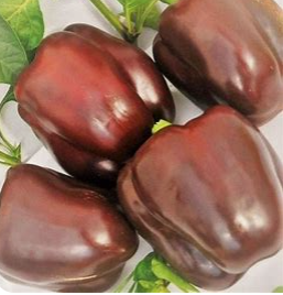 Chocolate Beauty Bell Sweet Pepper