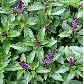 Cinnamon Basil