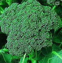 Dei Cicco Brocolli
