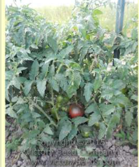 Purple Heart Tomato (Dwarf Tomato Plant)