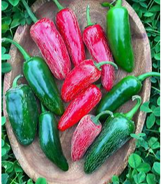 Early Jalapeno Pepper
