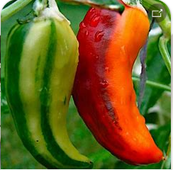 Fish Hot Pepper