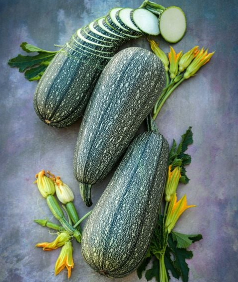 Grey Zucchini