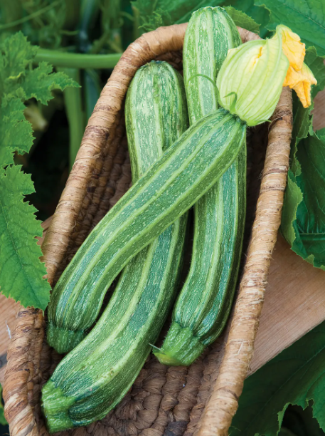 Italian Ribbed Zucchinni