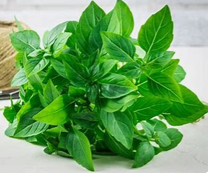 Lemon Basil