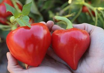 Lesya Sweet Pepper