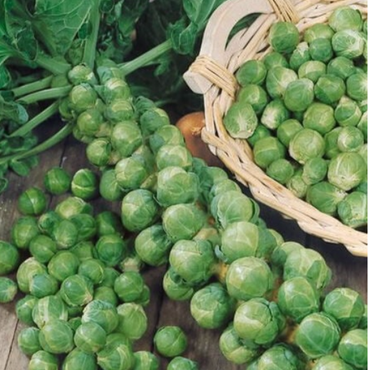 Long Island Brussel Sprout
