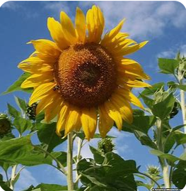 Mammoth Grey Stripe Sunflower Seeds