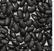 Midnight Black Turtle Bush Bean