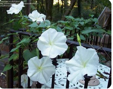 Moonflower