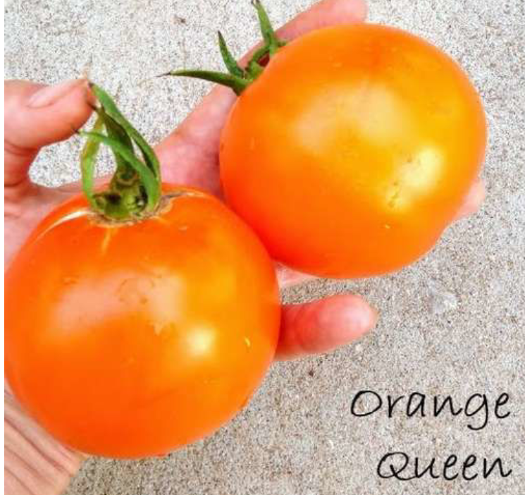 Orange Queen Tomato