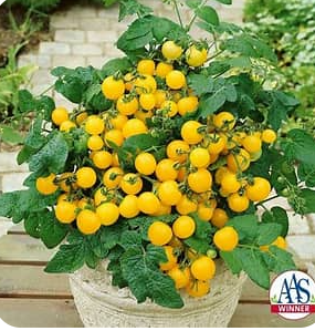 Patio Choice Yellow Tomato (Micro Tomato Plant)