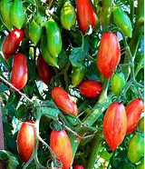 Pink Tiger Tomato