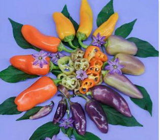 Pippin's Golden Honey Pepper