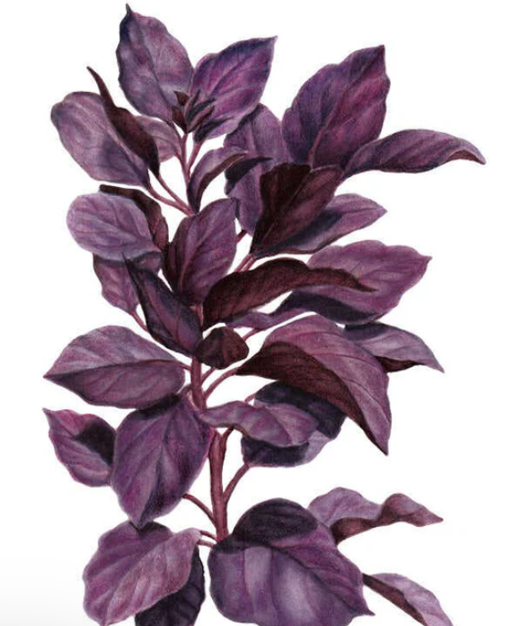 Purple Petra Basil