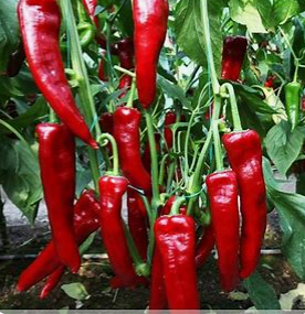 Marconi Red Sweet Pepper