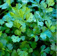Slow Bolt Cilantro