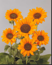 Soraya Sunflower Seeds