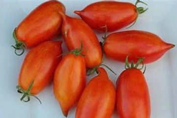 Spanish Dancer Tomato (Micro Tomato Plant)