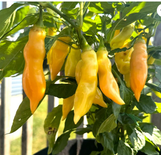 Sugar Rush Peach Hot Pepper