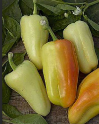 Diamond Bell Sweet Pepper