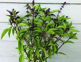 Thai Basil