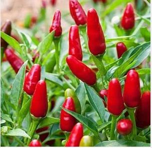 Thai Hot Pepper