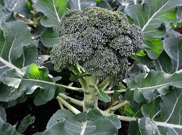 Waltham 29 Broccoli