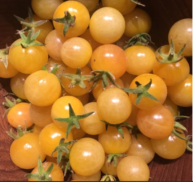 Champagne Bubbles (White Currant) Tomato