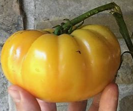 Giallo de Summer Tomato