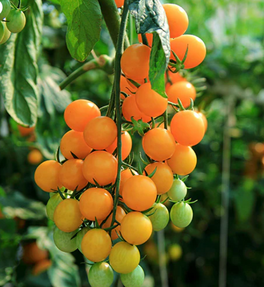Gold Nugget Tomato