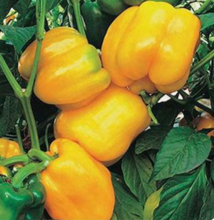 Sunbright Yellow Sweet Pepper