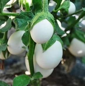 White Egg Eggplant