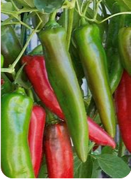 Starter Box: Some Like It Hot Peppers