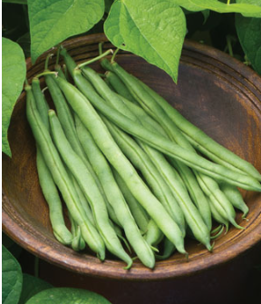 Big Kahuna Green Bean Seeds