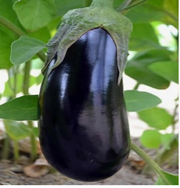 Black Beauty Eggplant