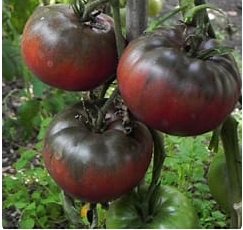 Black Krim Tomato