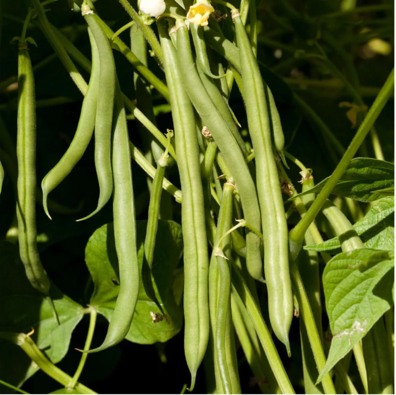 Starter Box: Classic Garden Favorites
